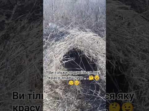 ви тільки подивіться яку красу знайшли в себе на  #шортс #село #гумор  #кабан
