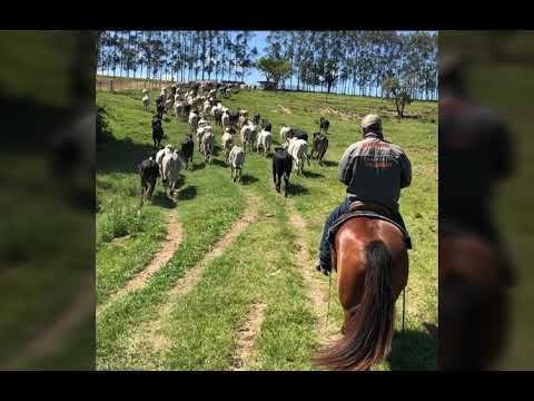 NELORE VALENTE - TIÃO CARREIRO E PARDINHO 🤠🐄