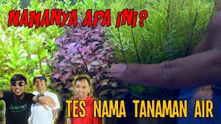 Hardscape & Tanaman di PlanetPlants Aquacepek