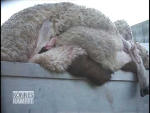 download lagu mp3 mp4 Tierhaut, download lagu Tierhaut gratis, unduh video klip Tierhaut