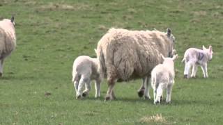 preview picture of video 'Spring Lambs Blairgowrie Perthshire Scotland'