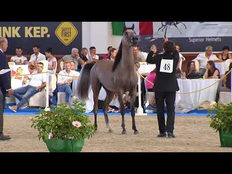 N.48 TF MIHAL - Italian Nationals 2018 - Yearling Colts (Class 4B)