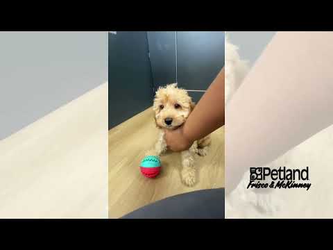 Cockapoo - 40201 video preview
