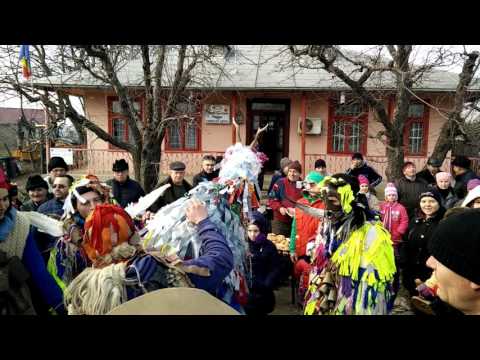 Capra din Aroneanu 2016