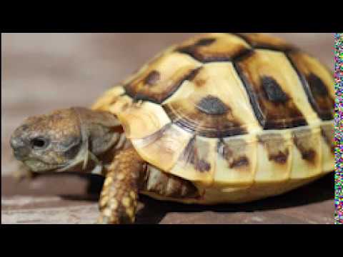 SSIO - Nuttöööö (DieBassbooster mix)