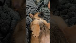 Video preview image #1 Labrador Retriever-Unknown Mix Puppy For Sale in The Woodlands, TX, USA