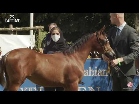 N 70 HARASCH S   Strohen 2020 European   Filly Foals Class 1
