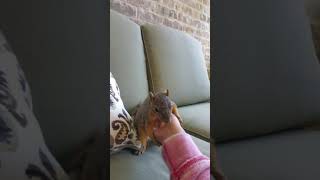 Making a squirrel laugh