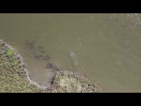 Aerial Drone Action of Texas RedFish feeding in a  Large school in Shallow Water on Shrimp