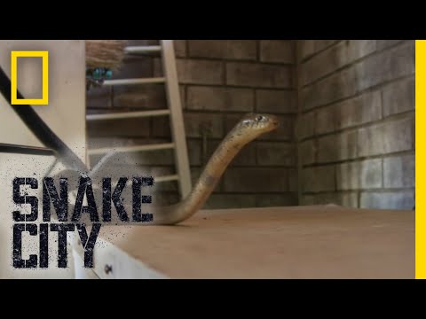 Cobra Tug Of War | Snake City