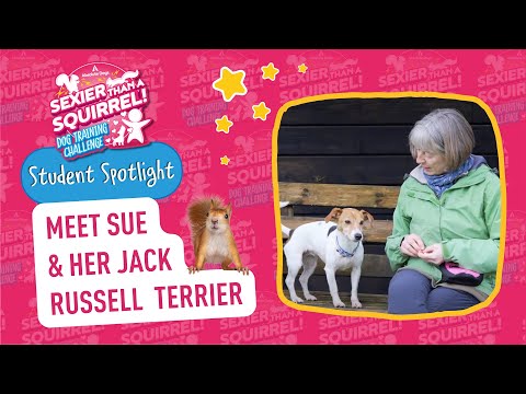 Meet Sue & Her Jack Russell Terrier