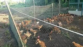 Download lagu Penternakan Ayam Kampung Episod 1 - Reban mp3 Download lagu Penternakan Ayam Kampung Episod 1 - Reban mp3