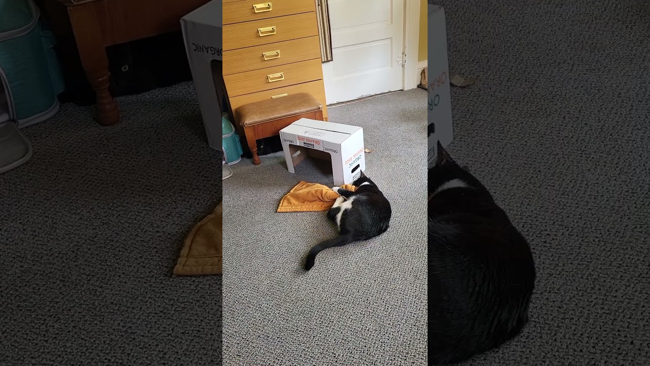 Freedom, a Adoptable Domestic Short Hair in Springfield, OR video 6/6