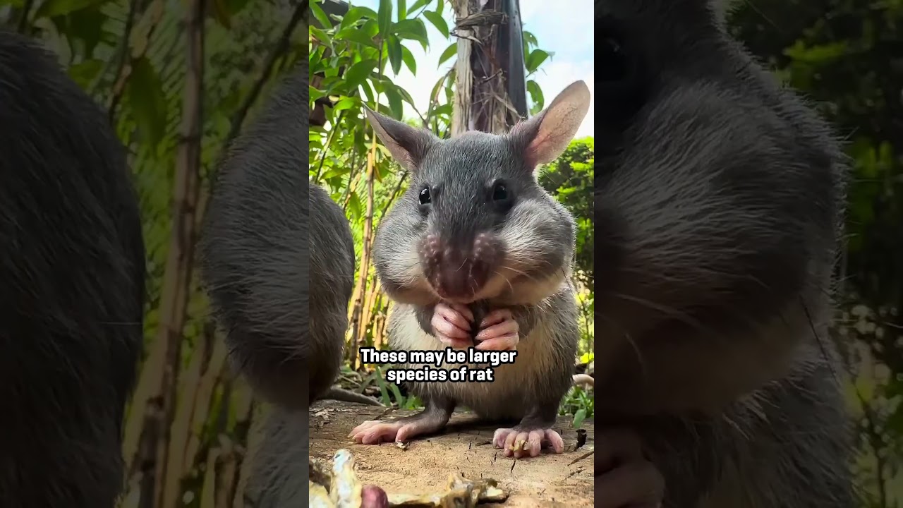 Happy World Rat Day! 🐭