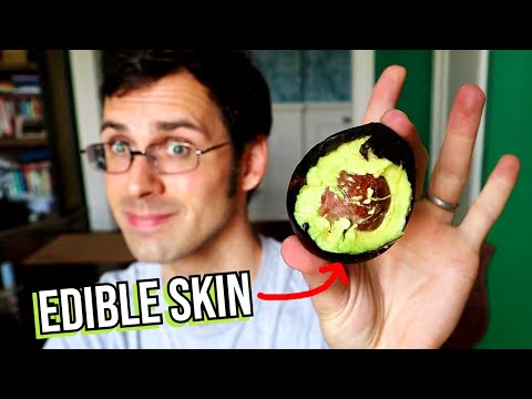 This AVOCADO has a Great Flavor and Edible Skin! (so why isn't it more common?)