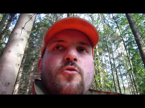 Drückjagd 2018 Sauen auf der Strecke