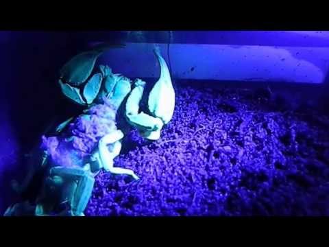 UV Flashlight - Detect Scorpions, Bed Bugs, Pet Urine, and Body Fluids