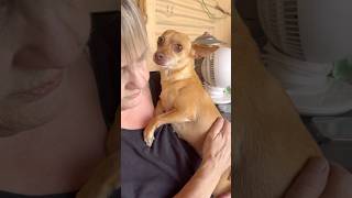 Video preview image #1 Chihuahua-Unknown Mix Puppy For Sale in phoenix, AZ, USA