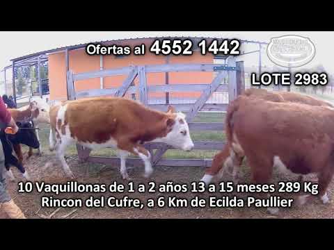 Lote 10 Vaquillonas 1 a 2 años 7 HE - 1 HE/ NO - 1 AA/ NO - 1 AA/ HO 289 Kgkg -  en Rincon del Cufre, a 6 Km de Ecilda Paullier