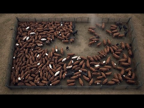 USA verkaufen 33 Millionen Rinder – So läuft das Geschäft wirklich