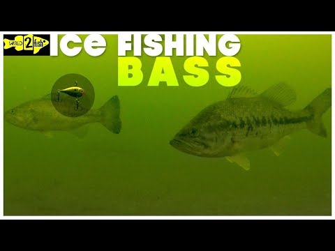 How to Ice Fish Largemouth Bass with Rattle Baits