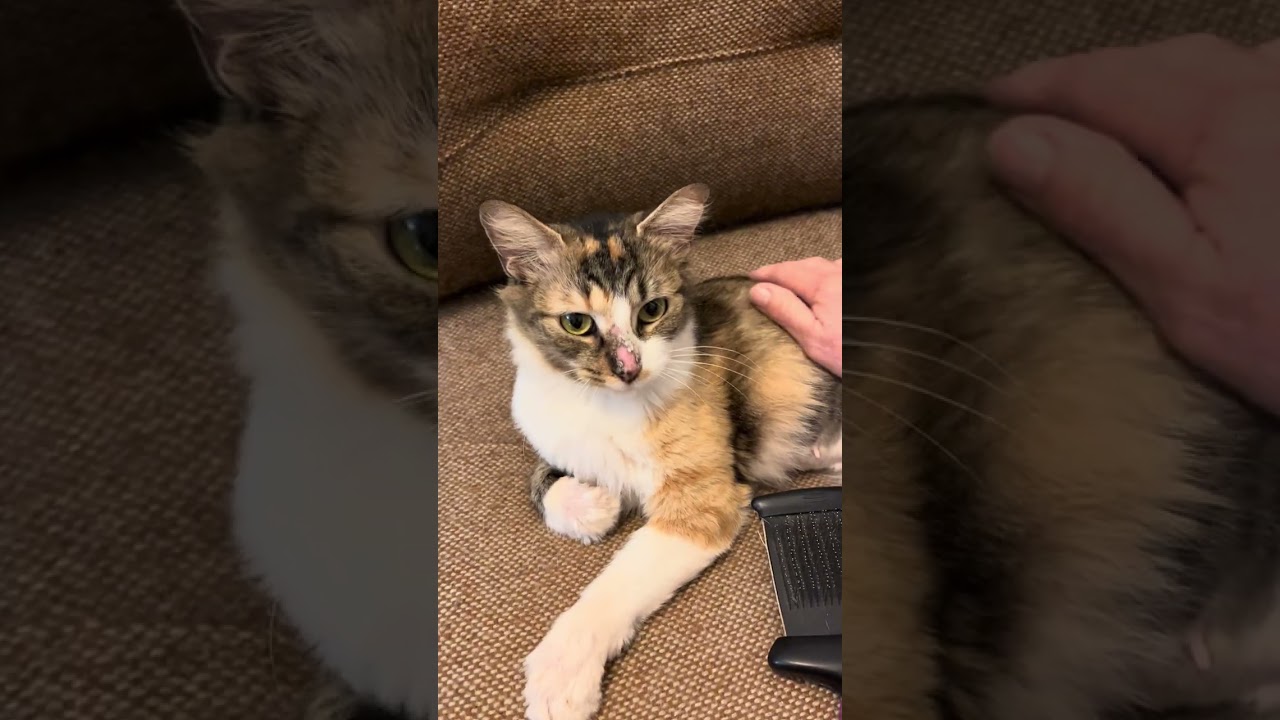 Enlarge Foxy ~ Adopter or Foster needed, a ADOPTABLE Domestic Medium Hair in Avon Park, FL video 6/6