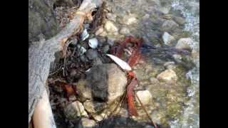 preview picture of video 'Hundreds of dead fish on Lake Winnebago (WI) 3/17/2012 HD'