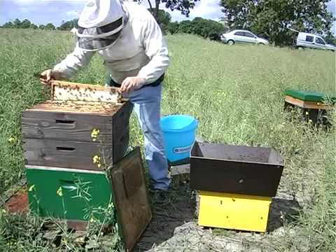 De Koninginnenteelt deel 1-2