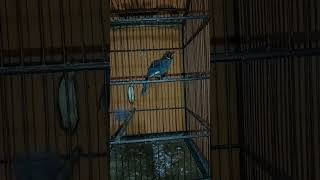 Download lagu pancingan Poksay Mandarin Bunyi dan gacor mp3 Download lagu pancingan Poksay Mandarin Bunyi dan gacor mp3