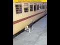 Dog protects people at railway station #shorts