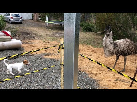 Puppy and Emu Playing Chasey || ViralHog