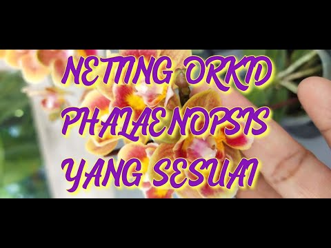 , title : 'Netting Orkid Phalaenopsis Yang Sesuai #PHALAENOPSIS'