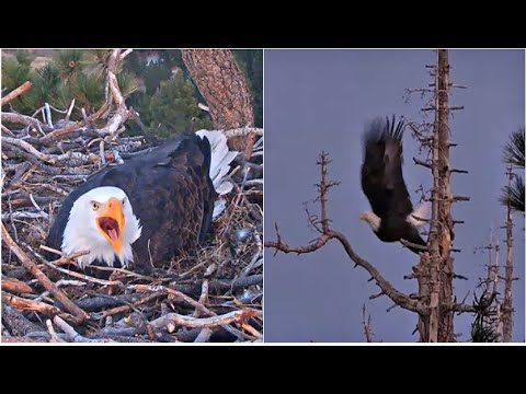 JACKIE CHASES A JUVIE / IMMATURE EAGLE OUT OF BASEMENT! SHADOW ALERTS ON NEST!  FOBBVCAM 1.28.26