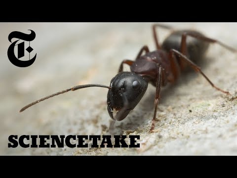 How Ants Sniff Out Food ScienceTake