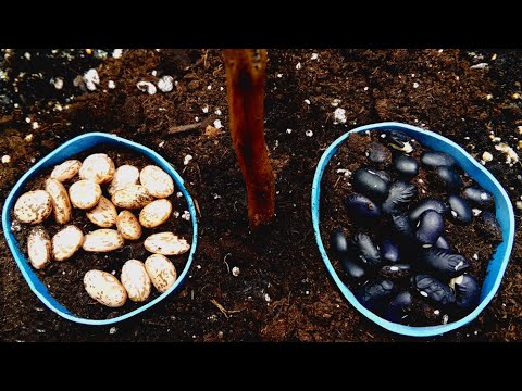Black Beans vs Pinto Beans Time Lapse
