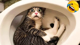 1 Hour Of Funniest Animals 😅 New Funny Cats and