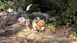 preview picture of video 'Beagle Field Trial - Easthampton Beagle Club, MA'