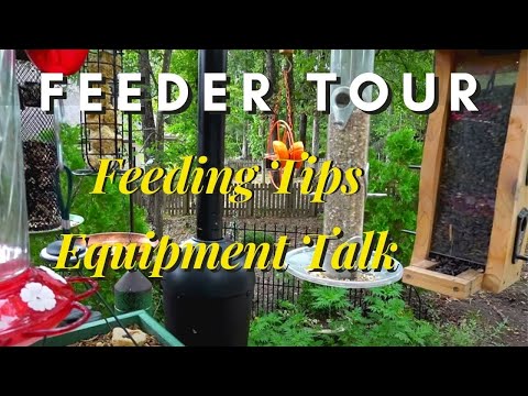 Feeder Tour - Tips from the Popular Alabama 24/7 Streaming Bird and Critter Cam