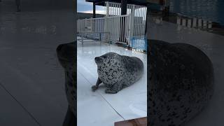 Focas são 50% Gordura, Mas tem um motivo 🦭🌊 #curiosidades #natureza #animais #focas