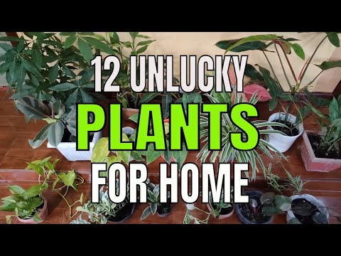 12 Unlucky Plants That Bring Bad Luck To Your Home This 2022 According to Feng Shui and Vastu