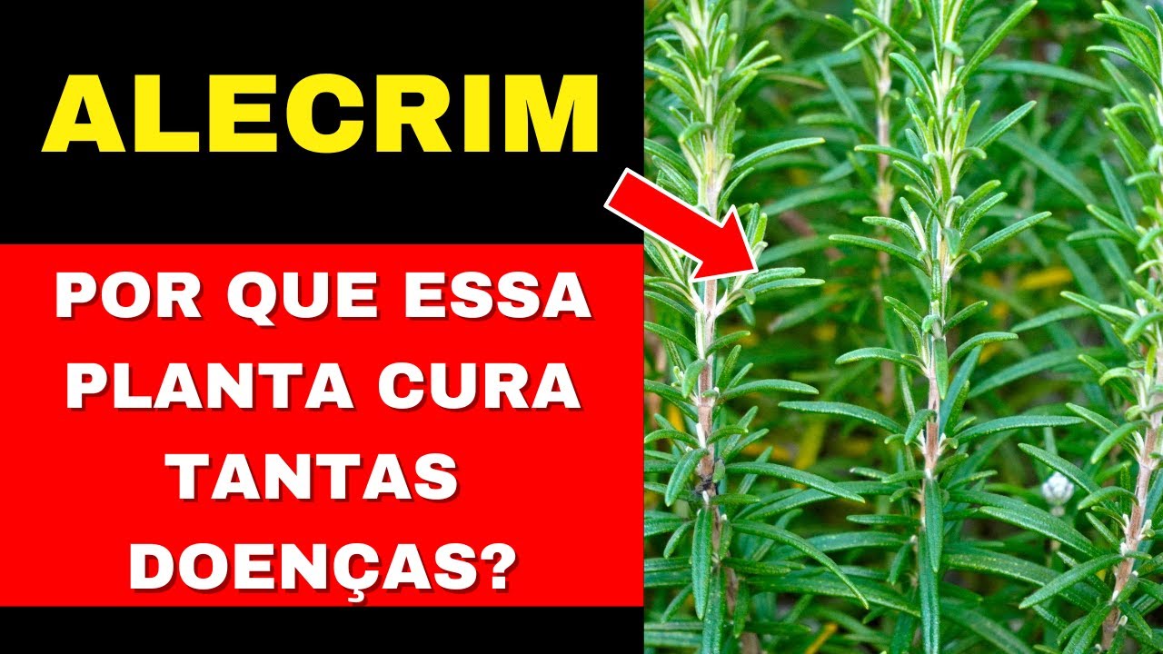 TUDO QUE VOCÊ PRECISA SABER SOBRE O ALECRIM. QUAIS DOENÇAS CURA E COMO USAR DA FORMA CORRETA.