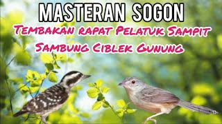 Download lagu Masteran Sogon Tembakan Rapat Pelatuk Sampit Sambung Ciblek Gunung mp3