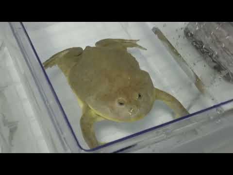 Budgett's Frog : Feeding Fatti, training leaping