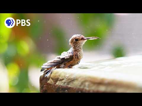 Hummingbirds of Hollywood