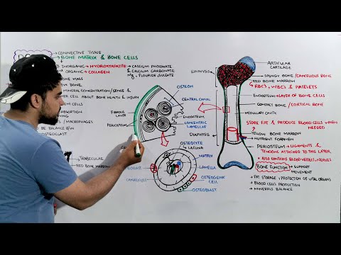 Bone tissue Structure, Composition and Functions / Bone anatomy and Physiology