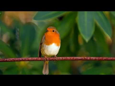 Robins Singing- 1 hour Nature Sounds Birdsong