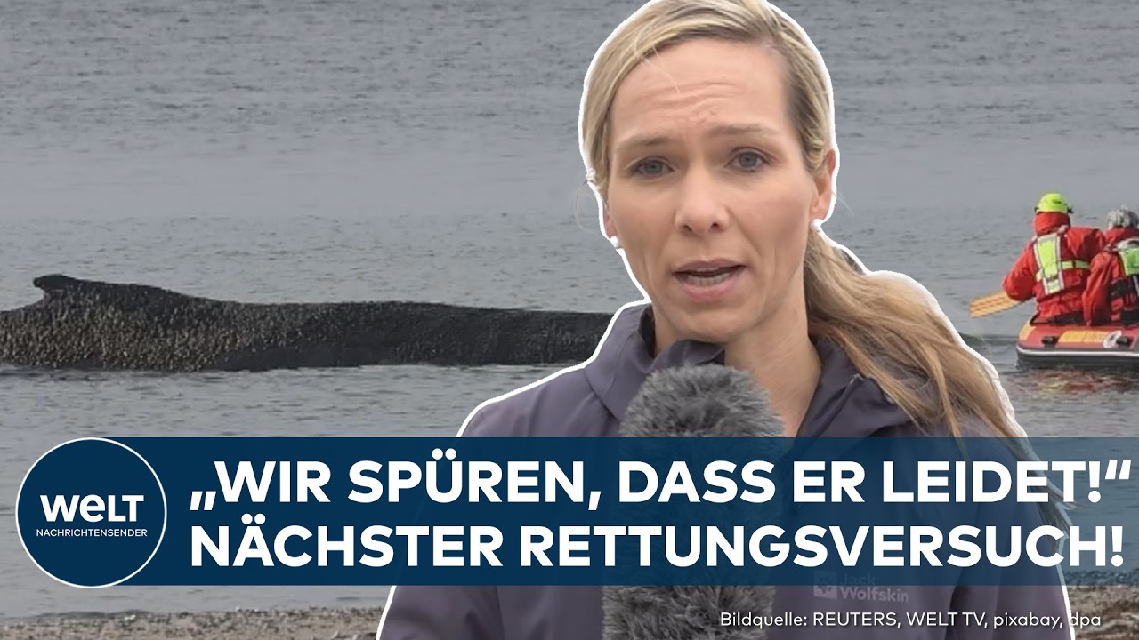 LÜBECKER BUCHT: "Geräusche des Leidens!" Buckelwal liegt weiter auf Sandbank! Neue Rettungsaktion