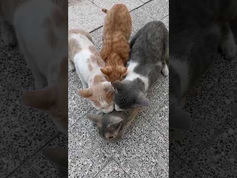 Cats mating