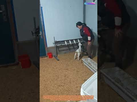 양 새끼 먹이기의 기술: 농부의 혁신적인 해결책