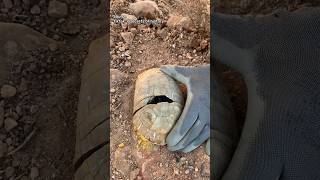 Download lagu Harta Karun dari Cangkang Kura-Kura mp3 Download lagu Harta Karun dari Cangkang Kura-Kura mp3